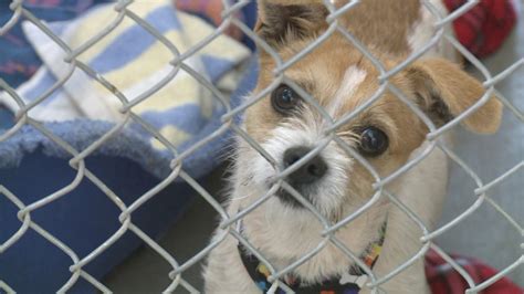 Santa fe animal shelter & humane society - The Santa Fe Animal Shelter & Humane Society has changed the way it takes in unwanted pets in hopes of reducing the number of animals at the overwhelmed facility. CEO Jack Hagerman said the ...